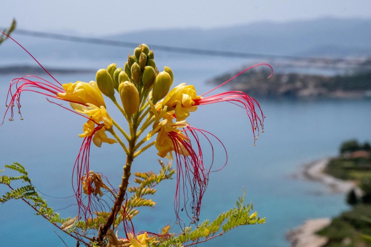 Miracle View Villas Agios Nikolaos Exteriör bild